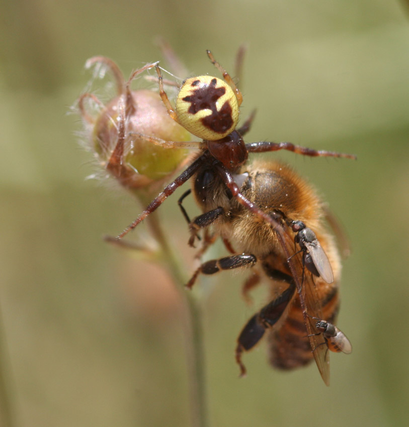 L''Osmia e il ragno